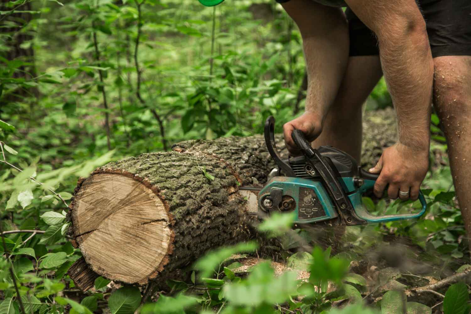 Best Tree Trimming Near Me  in Cedar Hill, TX